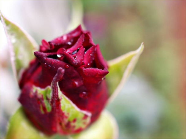 Makró vörös rózsa virág vízcseppek fekete háttér, édes szín, közelkép rügy rózsa, makró kép - Fotó, kép