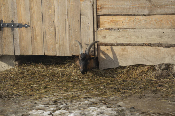 Hermoso carnero, en un recinto de madera - Foto, imagen
