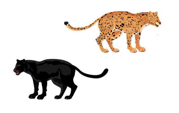 Panther und Leopard Isolator auf weißer Vektorillustration - Vektor, Bild