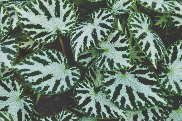 Beautiful Foliage Leaves of Begonia  Plant as Natural Background - Photo, Image