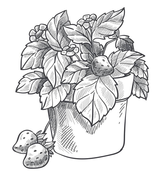 Basket of fresh strawberries berries with leaves - Vector, imagen