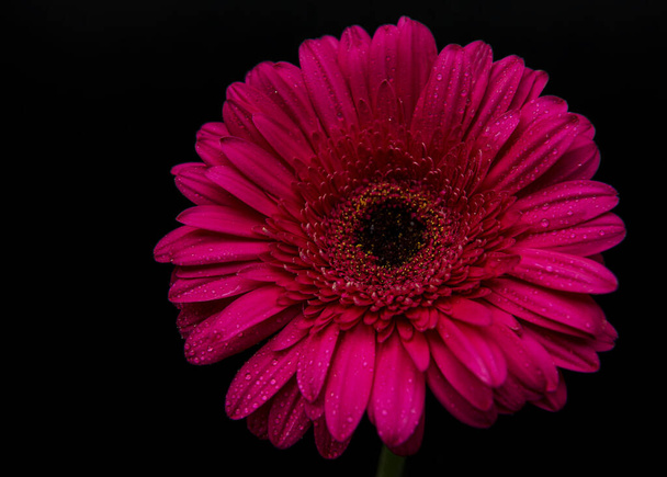 Bright gerbera flower on a black concrete background. Frame of flowers, top view - Foto, afbeelding