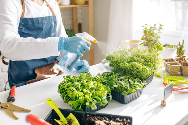 Unrecognizable gardener growing microgreens indoors close up - Foto, Bild