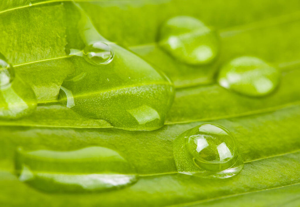Nagy, gyönyörű, átlátszó esővíz cseppek egy zöld levél makrón. Gyönyörű levél textúra a természetben. Természetes háttér - Fotó, kép