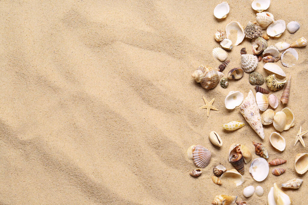 Beautiful seashells and starfishes on beach sand, flat lay with space for text. Summer vacation - Valokuva, kuva