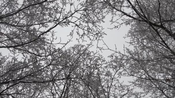 View from below on trees covered with snow. - Footage, Video