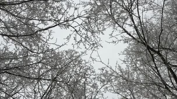 talvi metsä pilvinen sää, kruunu puut ovat peitetty pakkasta - Materiaali, video