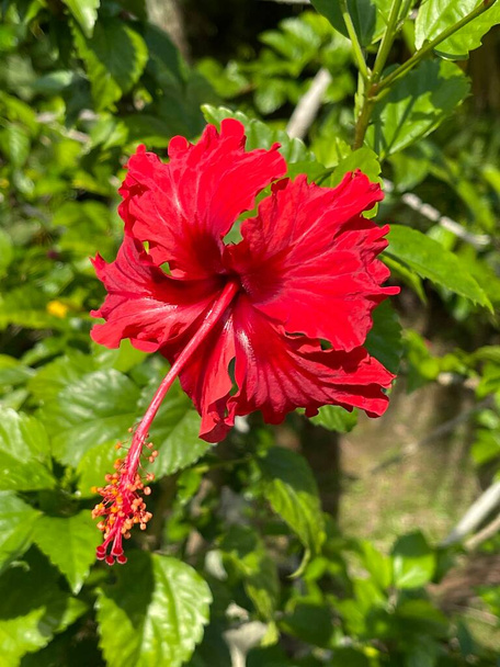 Hibiscus est un genre de plantes de la famille des Malvaceae. Le genre est assez grand, comprenant plusieurs centaines d'espèces originaires des régions tempérées chaudes, subtropicales et tropicales du monde entier. - Photo, image