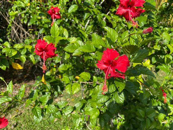 Hibiscus on kukkivien kasvien suku malva-perheessä, Malvaceae. Suku on melko suuri, ja siihen kuuluu useita satoja lajeja, jotka ovat kotoisin lämpimistä lauhkeista, subtrooppisista ja trooppisista alueista kaikkialla maailmassa. - Valokuva, kuva