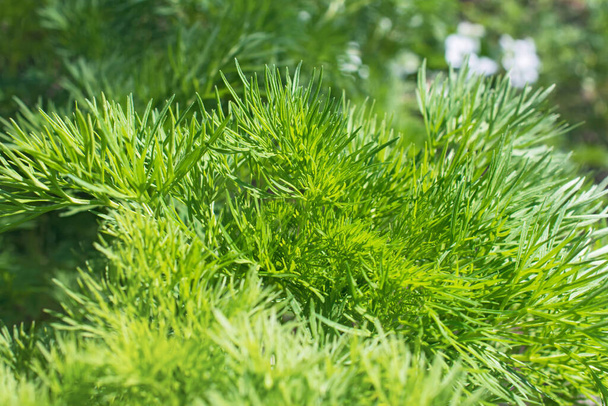 Крупним планом вигляд фігурної свіжої довгої трави на розмитому квітковому тлі зелені. Використання як весняного природного фону
 - Фото, зображення