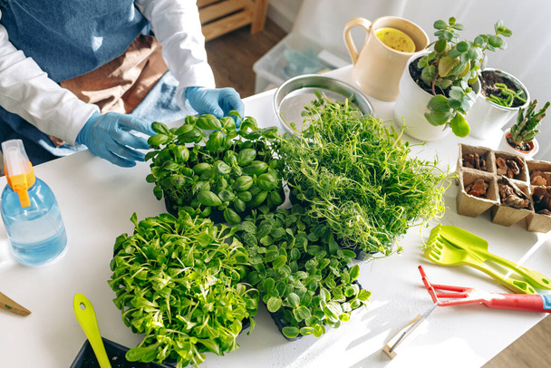 Unrecognizable gardener growing microgreens indoors close up - Foto, imagen
