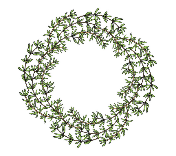 Thyme plant wreath hand drawn. Beautiful circle frame, template. Vector illustration. - Διάνυσμα, εικόνα