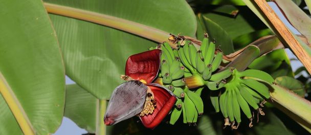 Rauwe bananen verbouwen in de tuin en honingbijen verzamelen honing en was van bananenbloemen. India, Azië. Aziatisch-Indiase levensstijl . - Foto, afbeelding