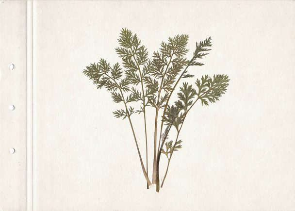 Szárított és préselt gyógynövények. Letapogatott kép. Vintage herbárium háttér régi papíron. A sárgarépa tetejének összetétele kartonpapíron. - Fotó, kép