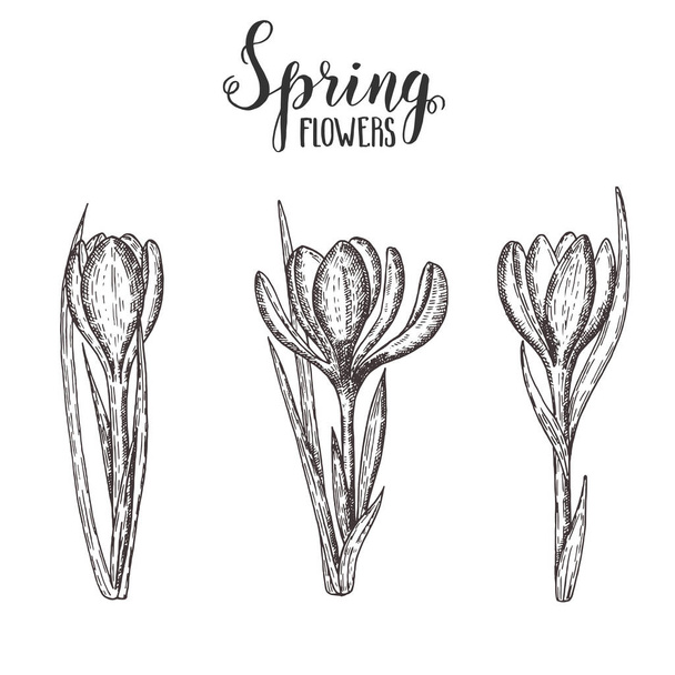 Spring flowers. Vintage hand drawn set of monochrome and colored crocus. Sketch. Engraving illustration.  - Вектор, зображення