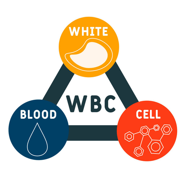 WBC acronimo di White Blood Cell. sfondo concetto medico. concetto di illustrazione vettoriale con parole chiave e icone. illustrazione lettering con icone per banner web, flyer, landing page - Vettoriali, immagini
