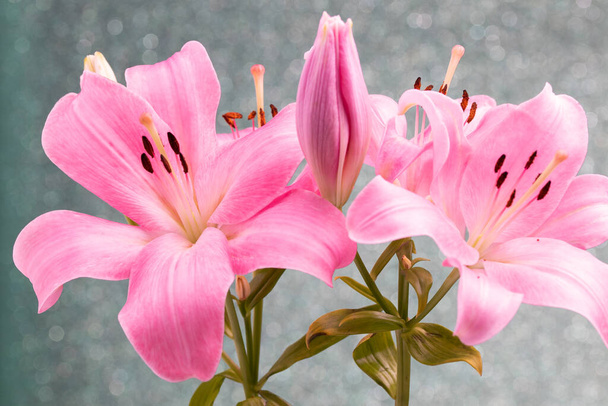 Beautiful flowers of lillies on colored background background. - Photo, Image