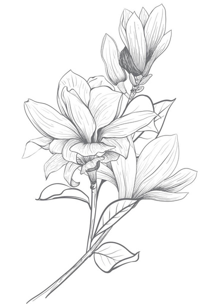 要素マグノリアの花手の図面やスケッチ、白い背景ベクトルの手にラインアートは植物学的に描かれました。. - ベクター画像