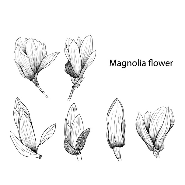 Les éléments Magnolia fleur Dessin à la main et croquis, art linéaire sur fond blanc vecteur dessiné à la main botanical.vector magnolia pour fond, texture, motif enveloppant. - Vecteur, image