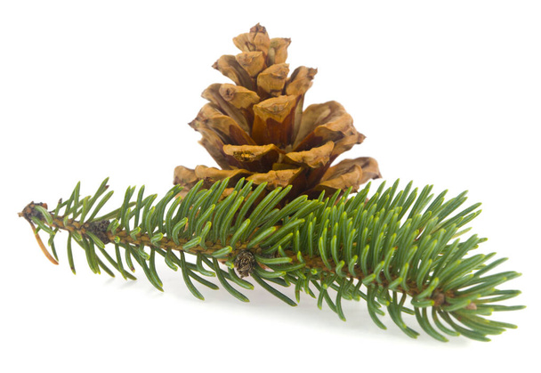 Rama verde de un árbol de Navidad con un cono de pino aislado sobre un fondo blanco. - Foto, imagen