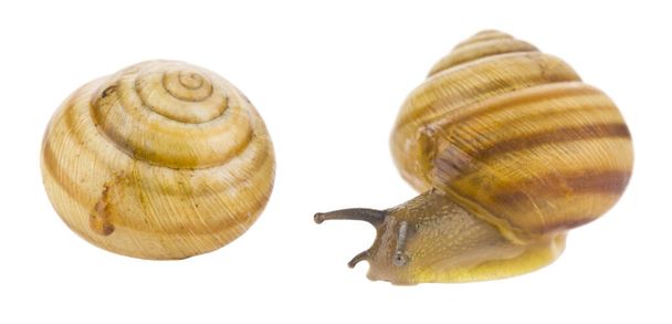 Snails isolated on white background close-up. - Photo, Image