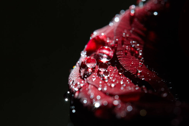 квітка червоної троянди з краплями на ньому. Концепція любові та романтики. копіювати простір для дизайну та оздоблення. квітка на чорному фоні
 - Фото, зображення