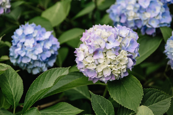 Μπλε ορτανσία μακροφύλα λουλούδι σε έναν κήπο. Ένας καταπράσινος θάμνος στολίζει τον κήπο με τα όμορφα άνθη του. Κοντινό πλάνο. Σειρά μαθημάτων κηπουρικής. - Φωτογραφία, εικόνα