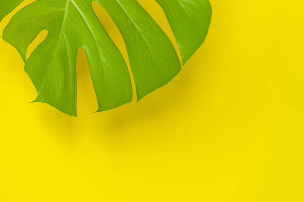 Hoja tropical Monstera sobre fondo amarillo. Fondo tropical de verano mínimo - Foto, Imagen