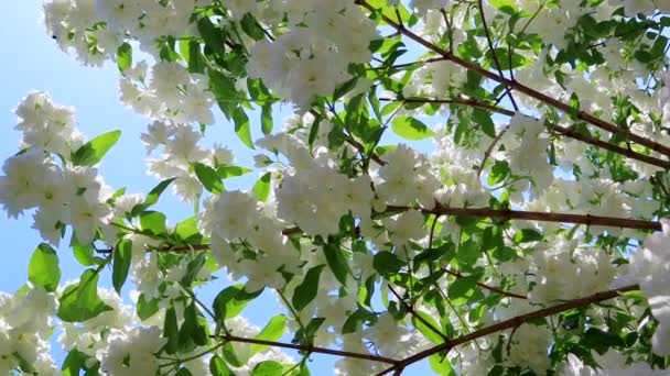 Branches of a lush blooming jasmine bush in the garden. White terry flowers in the wind on blue sky background - Footage, Video