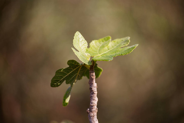 vijgenboom kiemen bij zonnig weer, close-up, zachte focus - Foto, afbeelding