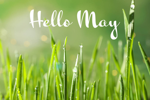 Hello May. Green wheat grass with dew drops on blurred background, closeup - Φωτογραφία, εικόνα