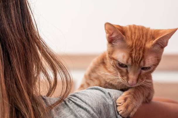 Tabby kotek na ramieniu jego właściciela kaukaskiego. - Zdjęcie, obraz