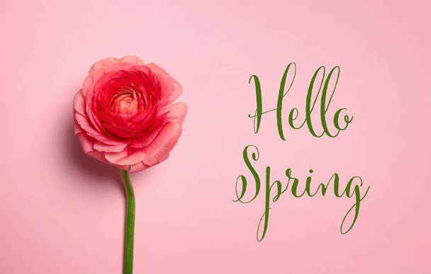 Hello Spring. Beautiful ranunculus flower on pink background - Fotografie, Obrázek