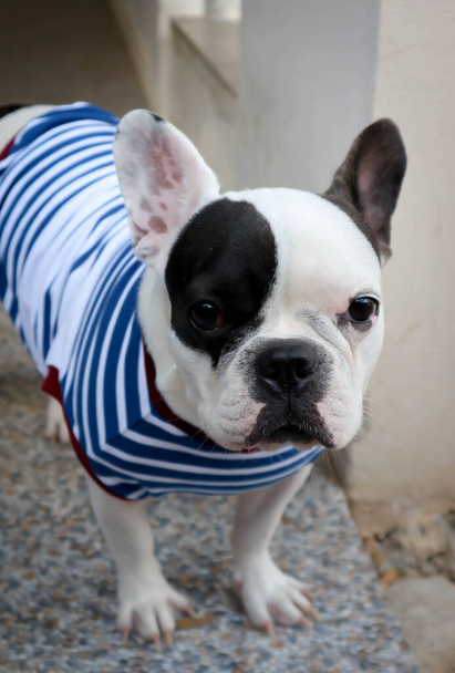 french bulldog or squint-eyed french bulldog, cross-eyed french bulldog - Foto, immagini