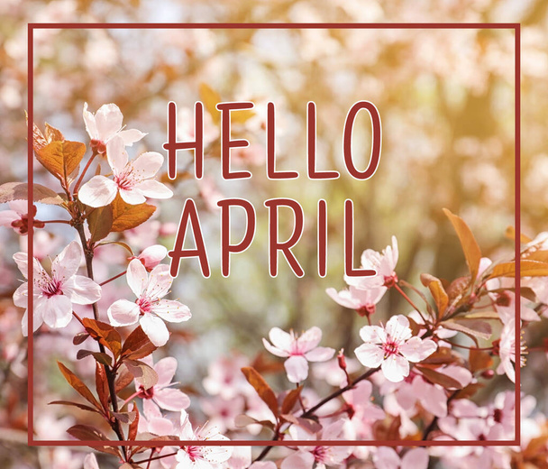 Hello April. Beautiful blossoming tree outdoors, closeup - Φωτογραφία, εικόνα