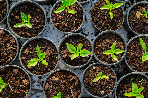 Pepper seedlings in plastic pots. Growing seedlings in early spring in the greenhouse. - Photo, Image