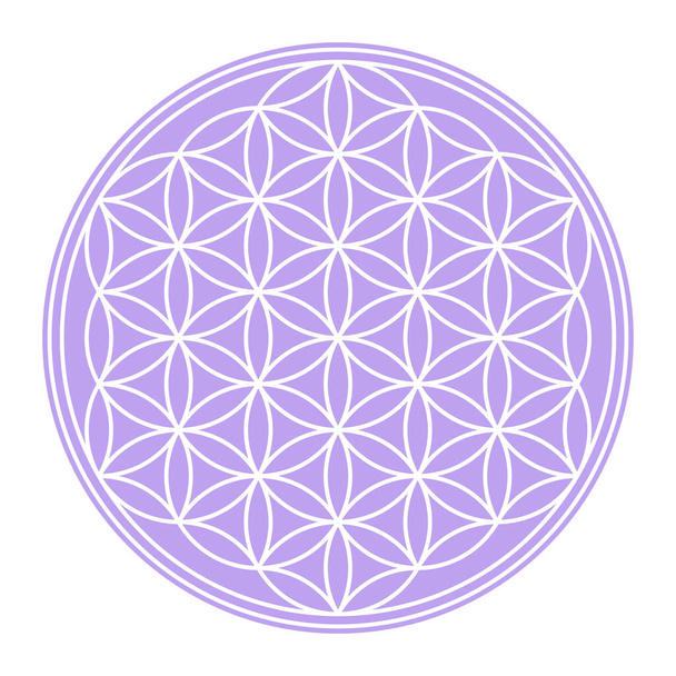 Белый Цветок Жизни на пастельно-фиолетовом круглом поле. Геометрическая фигура и духовный символ Сакральной геометрии. Перекрывающиеся круги образуют цветок как узор. Иллюстрация над белым. Вектор - Вектор,изображение