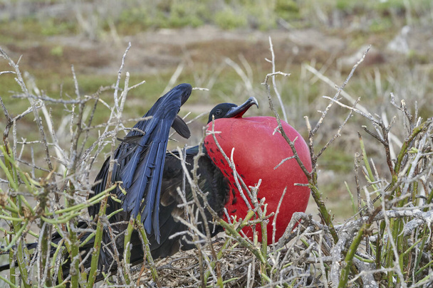 Magnifico frigatebird, Fregata magnificens, è un grande uccello marino nero con un caratteristico sacco golare rosso. Fregata maschio nidificazione di uccelli con sacco gonfiato, isole Galapagos, Ecuador, Sud America - Foto, immagini