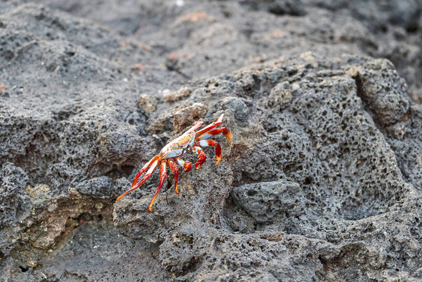 granchio di roccia rossa, Grapsus grapsus, noto anche come Sally Lightfoot crab seduto sulle rocce laviche delle isole Galapagos, Ecuador, Sud America - Foto, immagini