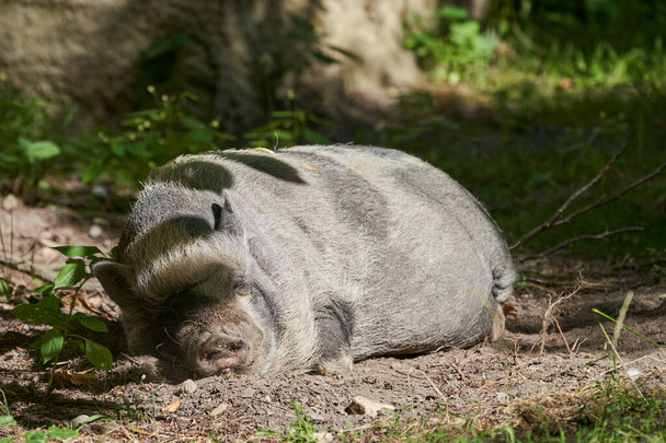 Sus scrofa domesticus, cochon domestique, porc, porc, couché dans la terre et dormant au soleil et s'amusant - Photo, image