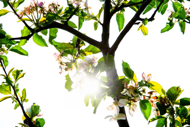 Дерево з сонцем і квіткою
 - Фото, зображення