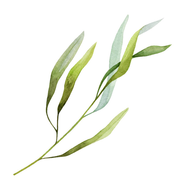 Yeşil yapraklı gerçekçi bitki suluboya çizimi. El yapımı yabani bitki dalı. Botanik ya da nehir çimleri, yabani otlar. Beyaz arkaplanda yaprakları olan yeşil saplı - Fotoğraf, Görsel