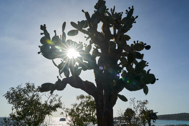 Opuntia echios, Galapágy pichlavé hrušky, je obří kaktus se vzezřením stromu, endemické pro ostrovy Galapágy, Ekvádor, Jižní Amerika - Fotografie, Obrázek
