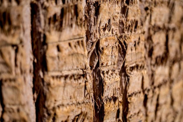 Beautiful texture of the big coconut palm trunk - Фото, зображення