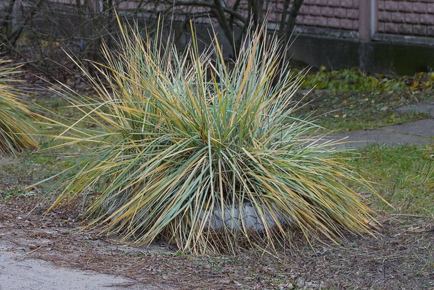 a bush of decorative green yellow grass in a white flower bed on gray ground near the road on the street - Photo, Image