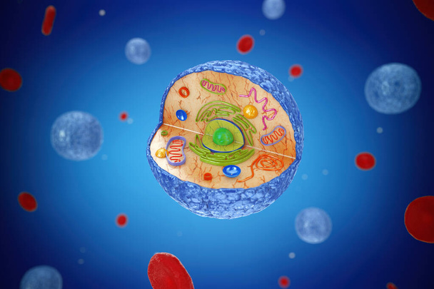 Estructura del diagrama interno de la vista microscópica de células humanas sobre un fondo azul. Renderizado 3d - Foto, imagen