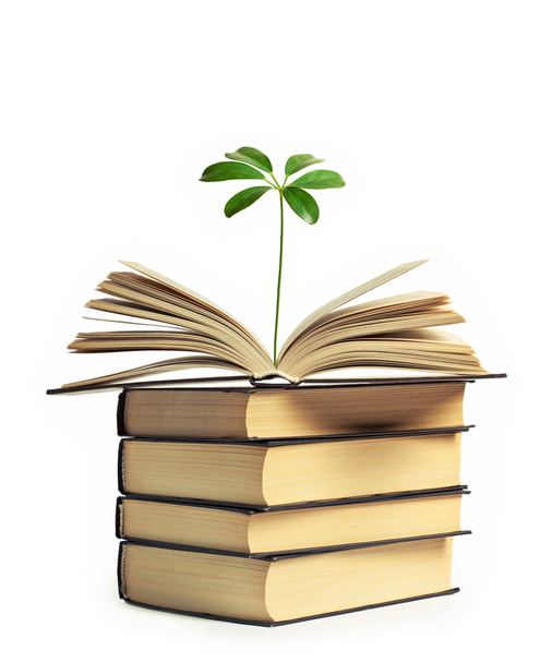 A flower growing out of an open book - Foto, afbeelding