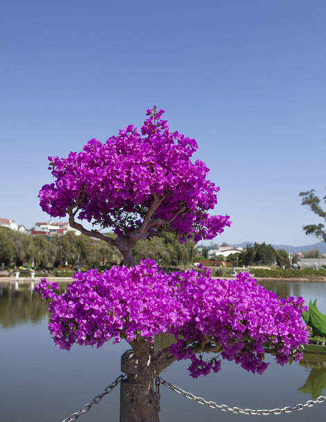 buganvilla púrpura en plena floración - Foto, Imagen