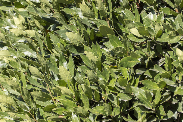 Verse groene laurierbladeren close-up. - Foto, afbeelding