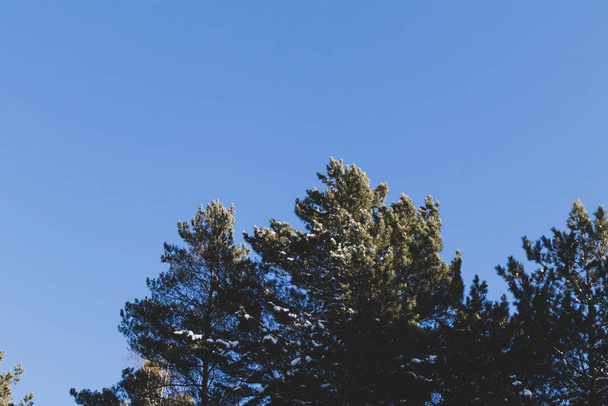 Havas, zöld fenyők kék ég háttér - Fotó, kép